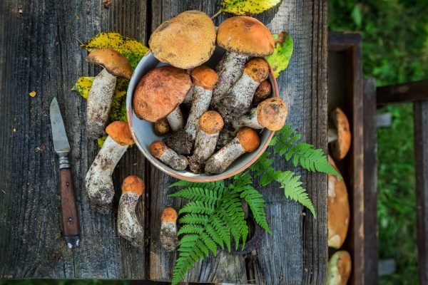 The Health Benefits of Different Mushrooms